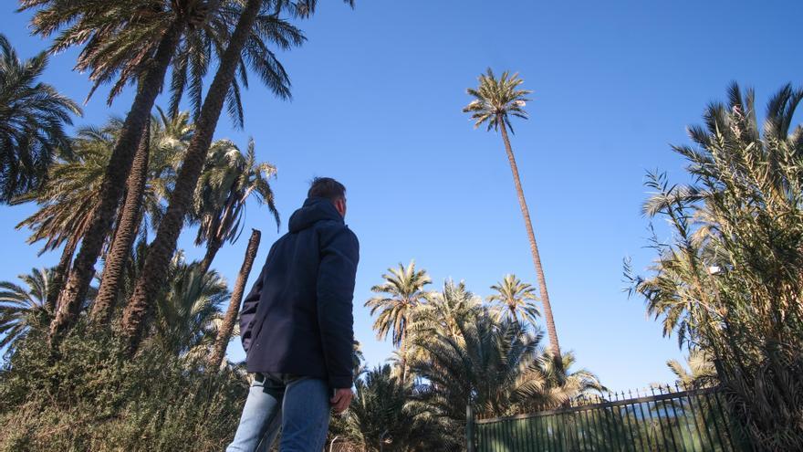 Conservacionistas alertan del riesgo de perder árboles y palmeras singulares por su desprotección