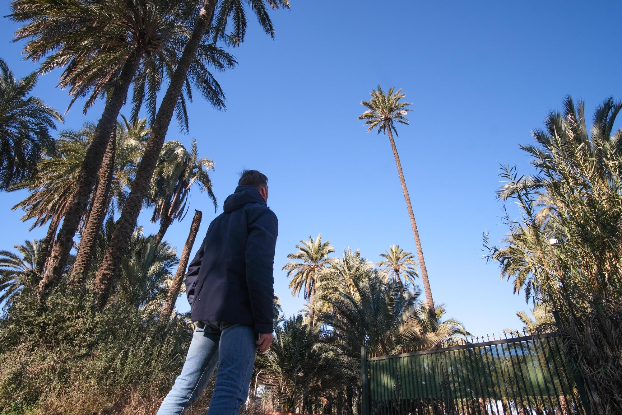 Con unos 20 metros de altura, es la palmera más alta de Elche tras la caída de la mítica Centinela en 2019. Está en el Huerto de la Seca.