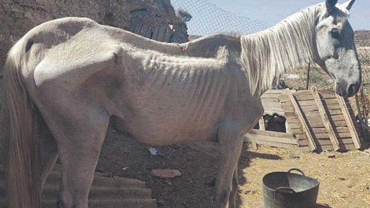 La Guardia Civil se encontró en este estado al caballo.