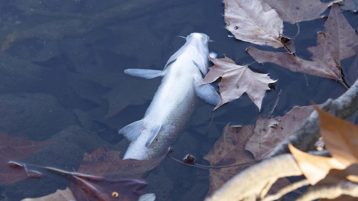 Aparecen peces muertos en el lago de Anna