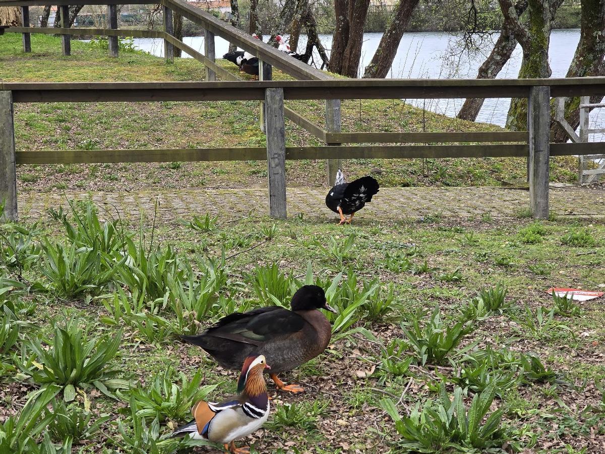 El pato mandarín junto a otras anátidas.