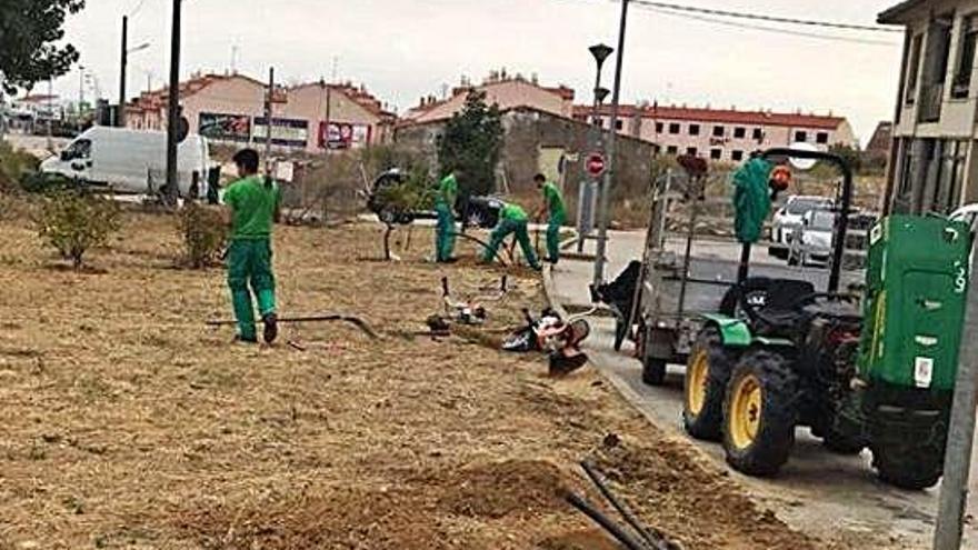 Los alumnos trabajan en la poda de árboles e instalación del sistema de riego.