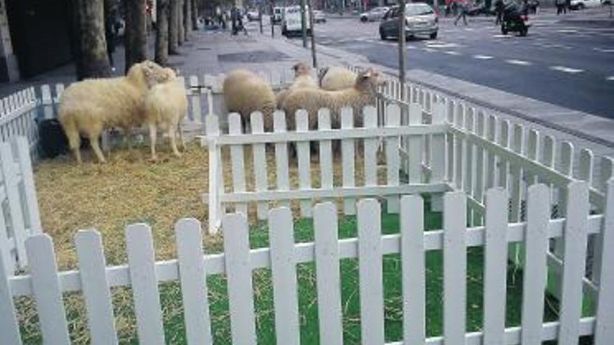 Corral de ovejas en el corazón de Madrid durante «La semana de la lana».