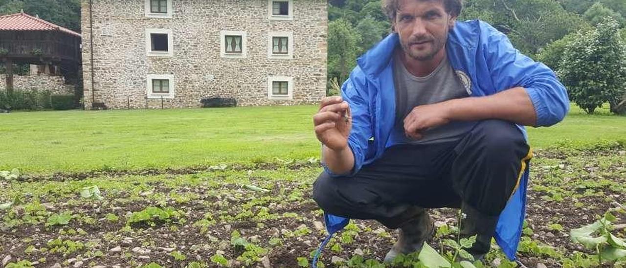 Pablo Álvarez, en su huerta de fabas en Yerbo, en Tineo.