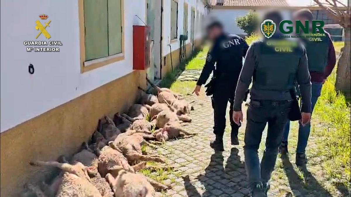 Agentes de la GNR y la Guardia Civil con algunos de los corderos muertos intervenidos en Elvas a los detenidos.