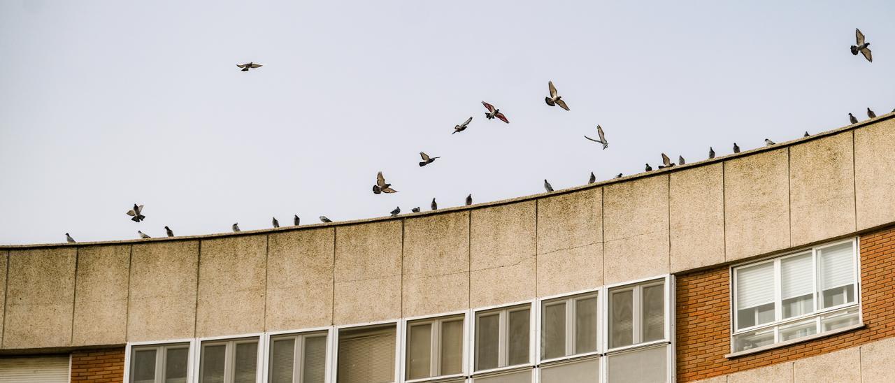 Las palomas se apoyan y sobrevuelan uno de los edificios de la plaza de la Constitución.