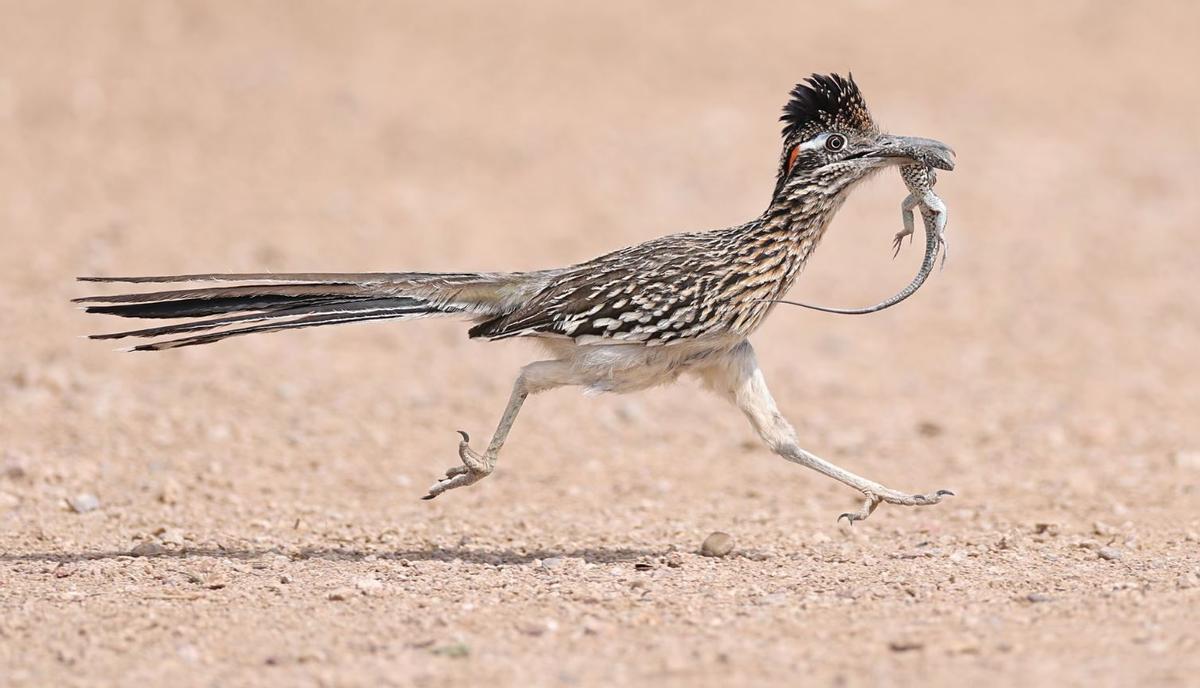 Un ejemplar de correcaminos atraviesa el desierto con una presa en su pico