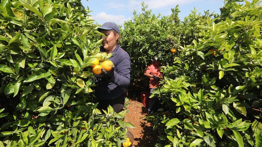 La entrada de naranja de Egipto frena la compra y los precios de la fruta de Castellón