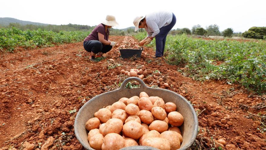 Cosecha de patata roja en Ibiza