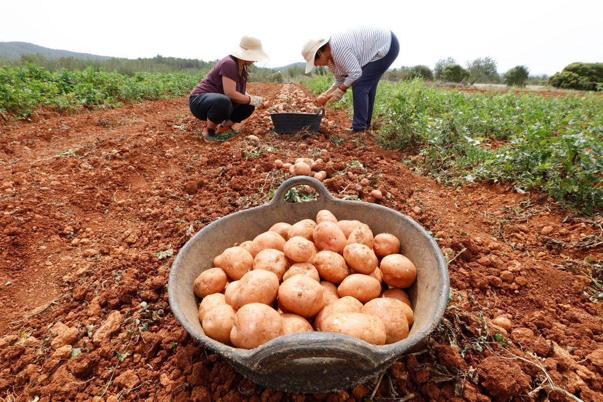 Cosecha de patata roja en Ibiza
