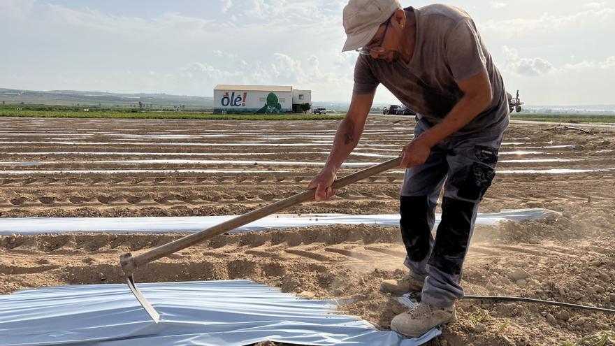 El principal exportador de alcachofa de España implanta un sistema innovador que ahorra hasta un 25% de agua