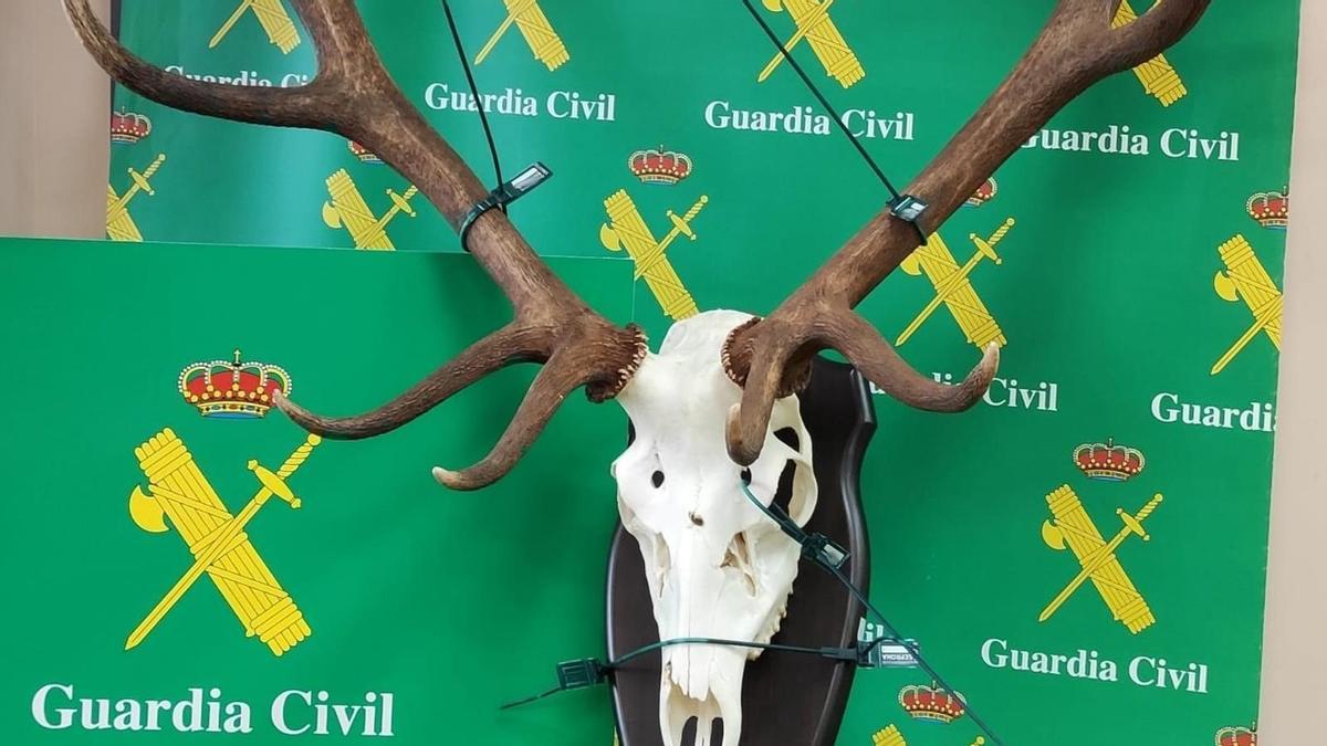 Trofeo de ciervo hallado por la Guardia Civil.