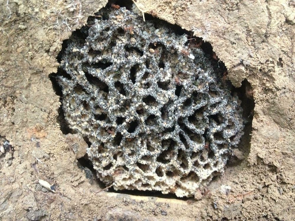 Jardín de hongos cultivado por hormigas de la especie Trachymyrmex septentrionalis.