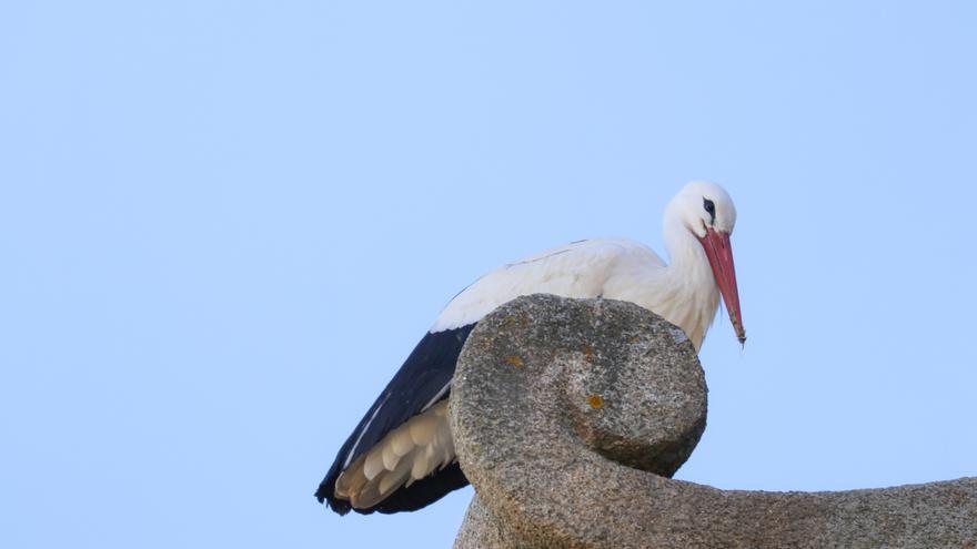 Malpartida de Cáceres acoge la Semana de la Cigüeña