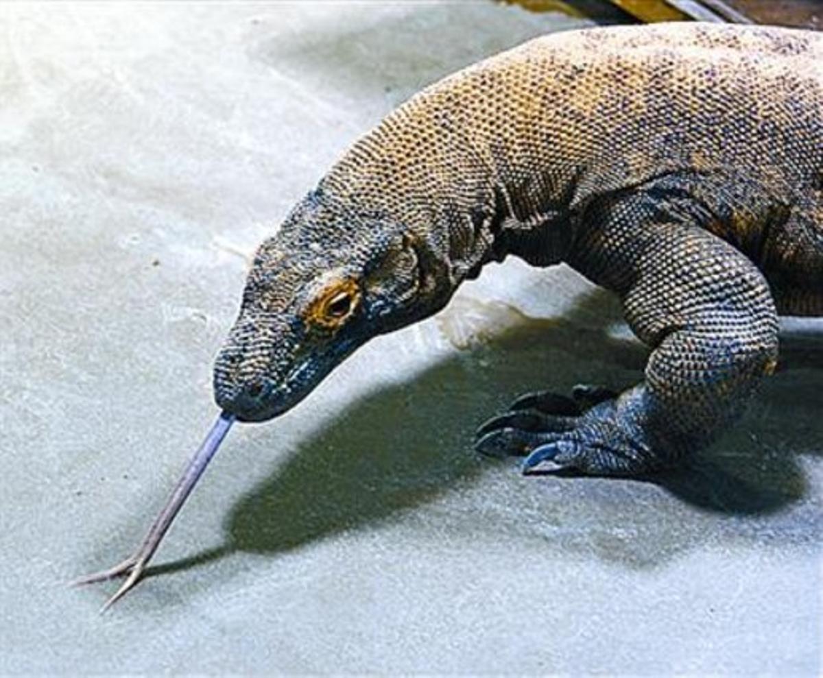 L’afortunatGuntur, el germà petit dels dos dragons del Zoo de Barcelona.