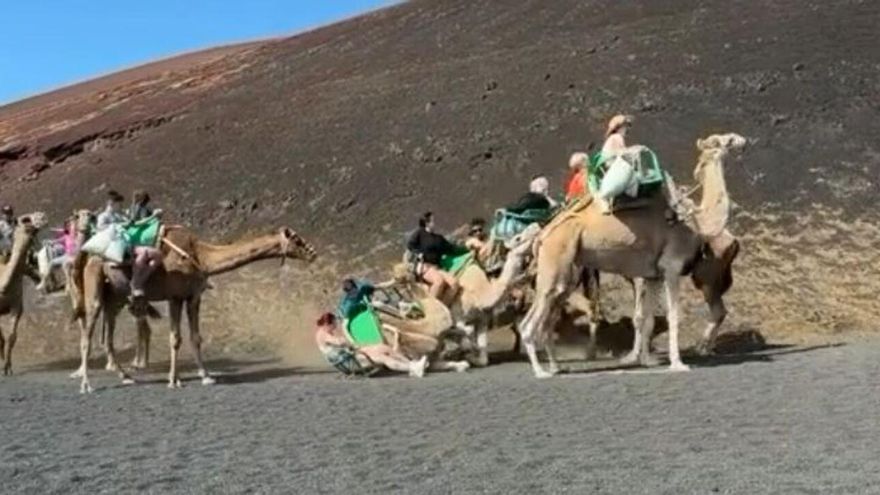 Las redes estallan por un nuevo caso de turistas en camello en Lanzarote: &quot;¡Basta ya!&quot;