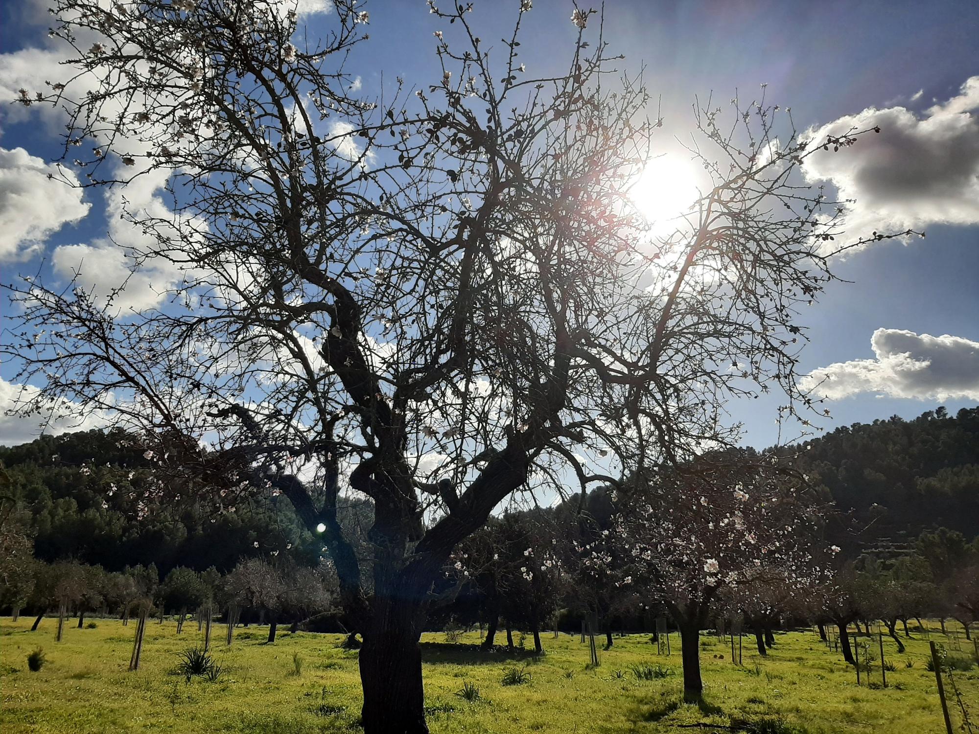 Trotz Schnee und Winterwetter: Auf Mallorca ist die Mandelblüte wieder da