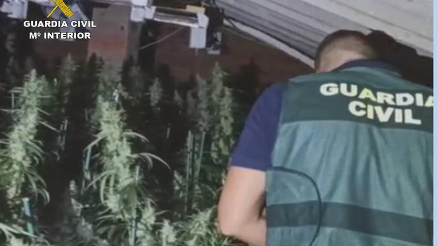 Dos intervenciones contra el cultivo y el tráfico de drogas en Aspe y Monóvar