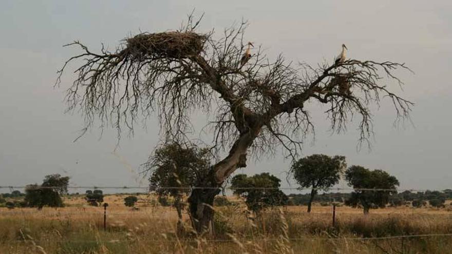 Extremadura contabiliza 5.000 brotes de la enfermedad de la &#039;seca&#039; en la dehesa