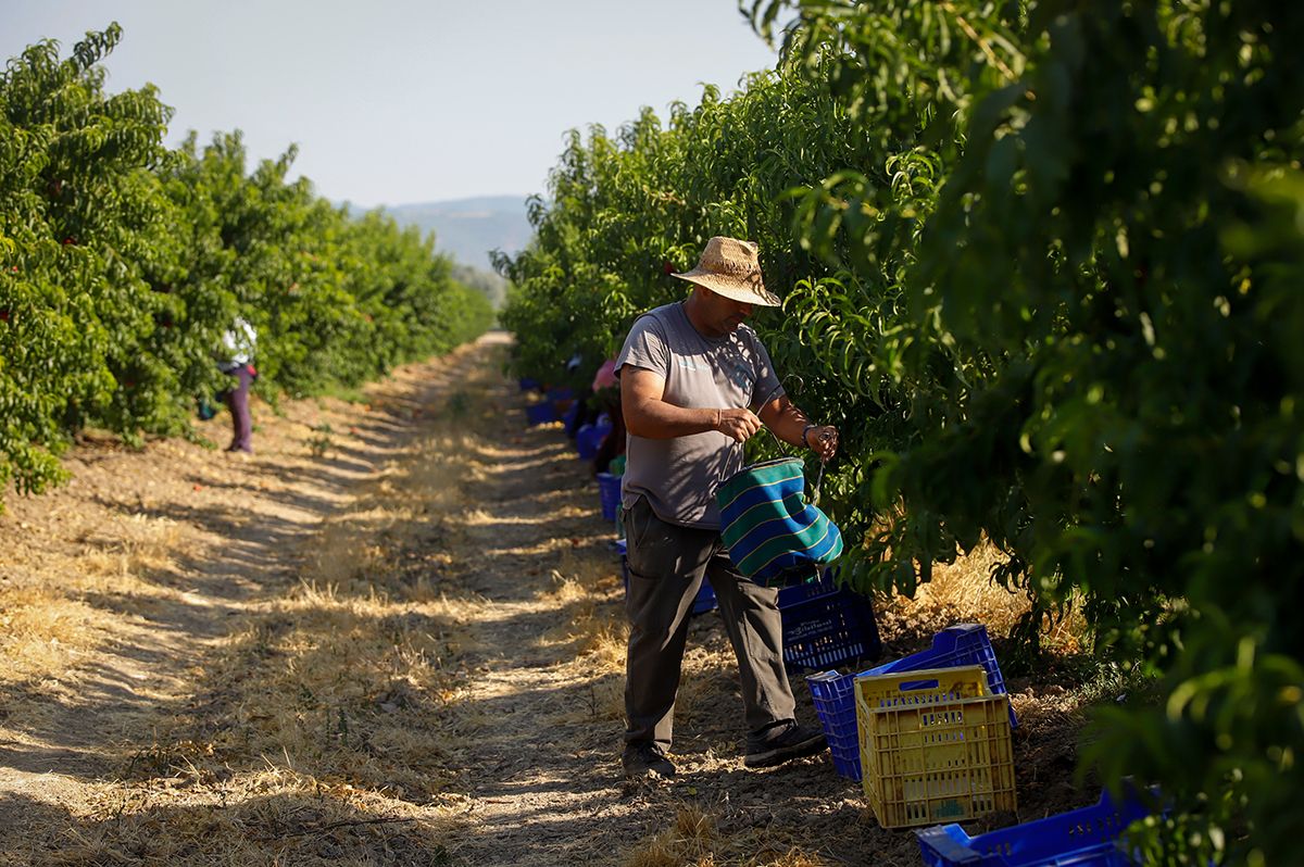 La finca La Veguilla se encuentra en plena recolección