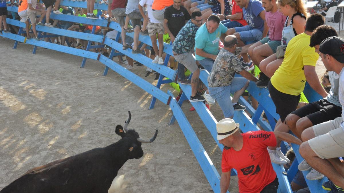 La vaquilla se encara al público en la primera suelta del sábado en Pinoso.