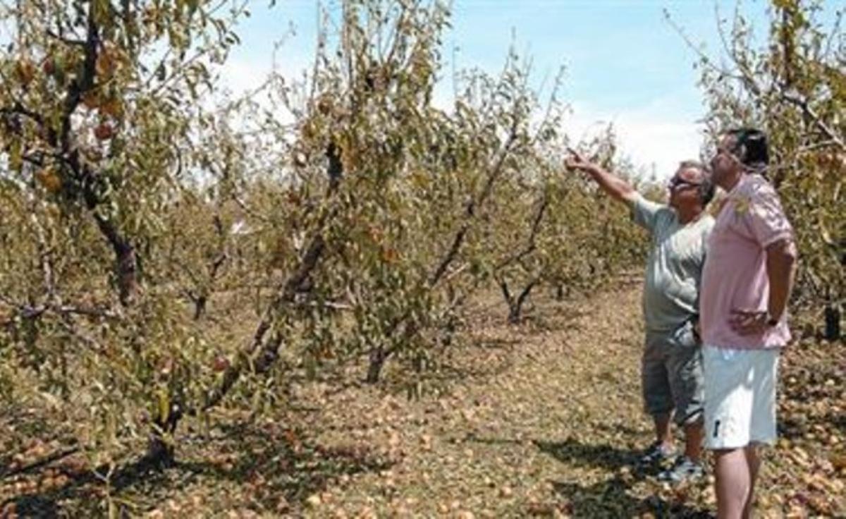 Un pagès d’Alcarràs mostra a un enginyer agrònom l’estat en què ha quedat la seva plantació de nectarines després de la tempesta, ahir. Un pagès d’Alcarràs mostra a un enginyer agrònom l’estat en què ha quedat la seva plantació de nectarines després de la tempesta, ahir.