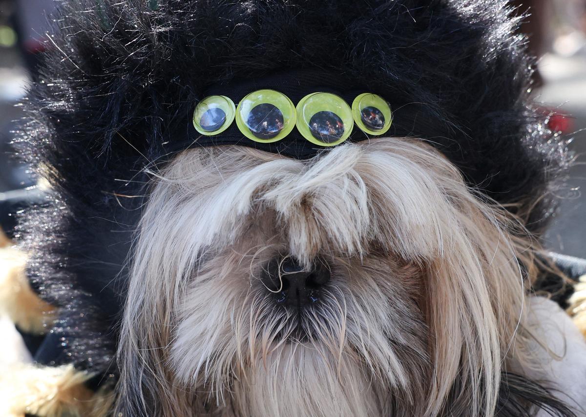 Desfile de disfraces de Halloween para perros en Nueva York