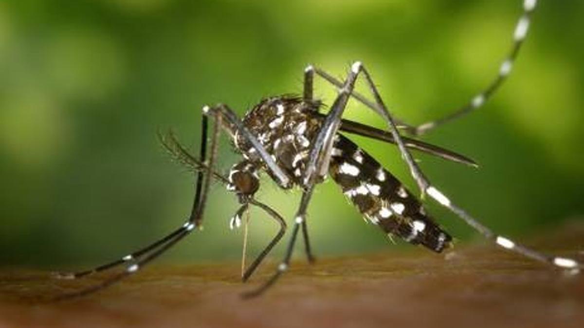 Imagen de un mosquito tigre.