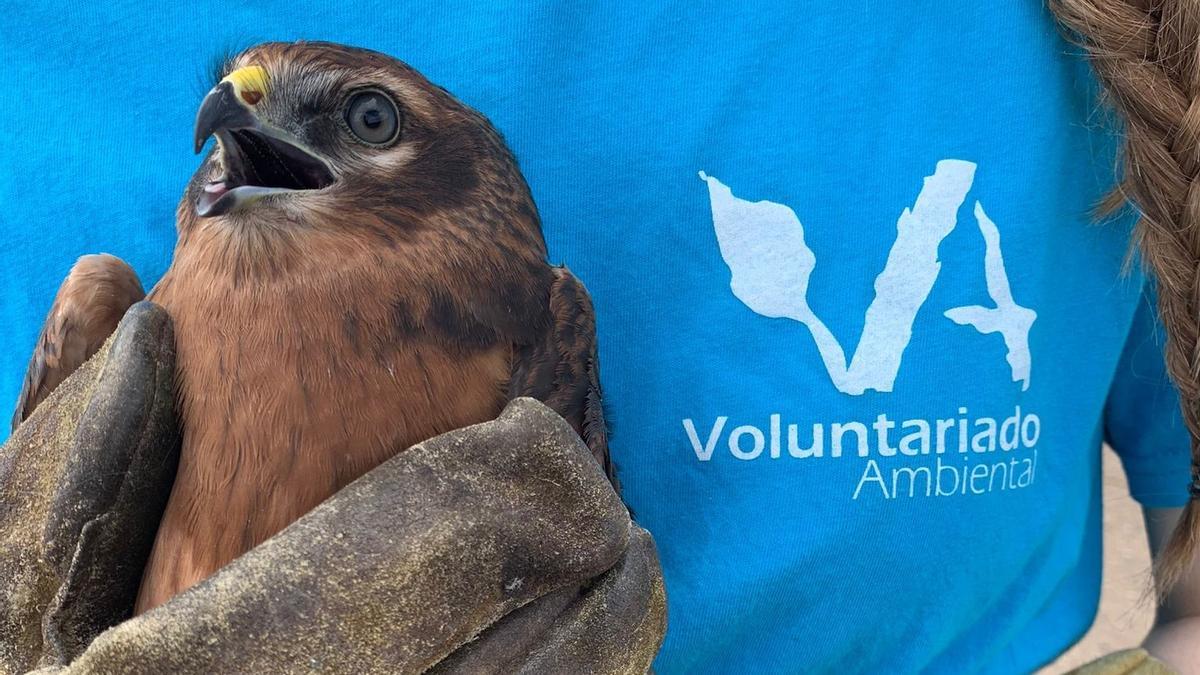 Una joven voluntaria cuida de un polluelo.