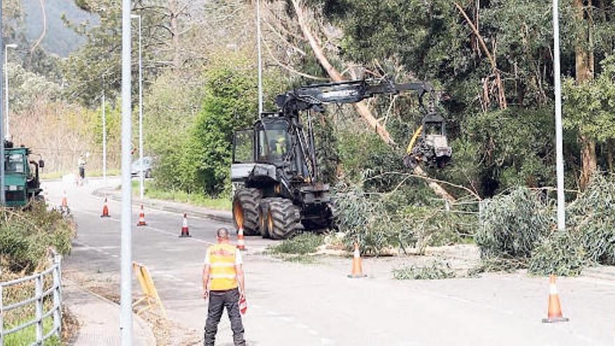 Un carril de la Avenida da Feira permanecía ayer cerrado al tráfico por la tala.  // Jose Lores