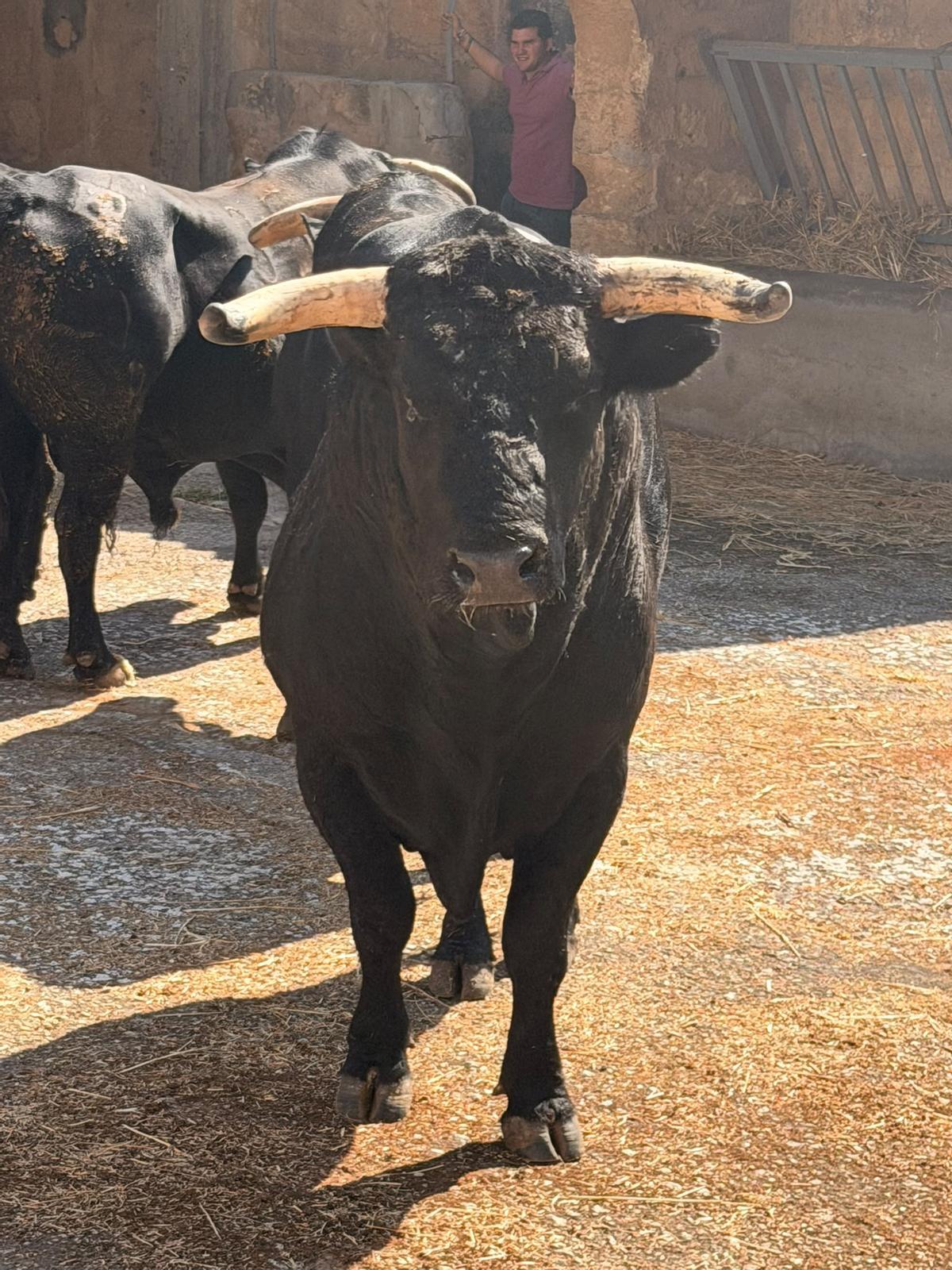 Un total de diez toros serán lidiados este jueves