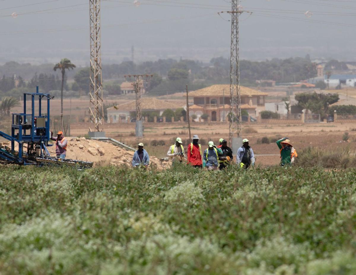 Trabajadores del sector  agrícola en el Campo de Cartagena durante una jornada laboral. | LOYOLA PÉREZ DE VILLEGAS