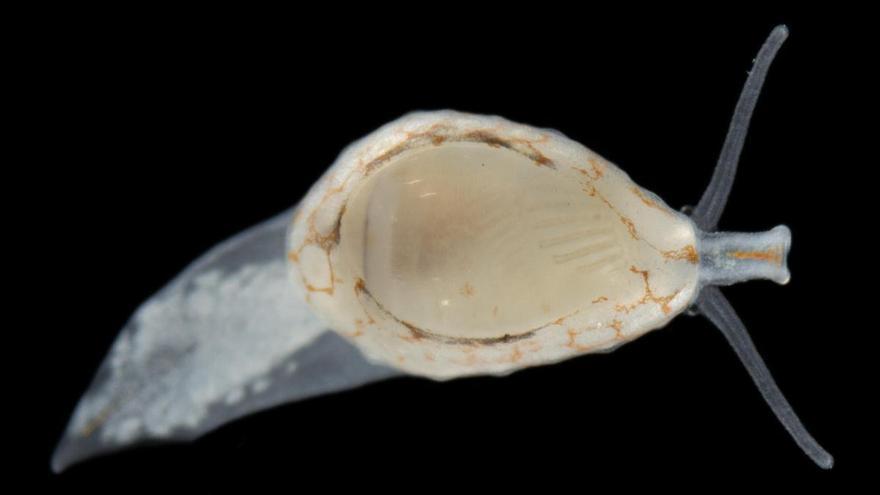 Hallan una nueva especie de molusco marino en Tenerife: más grande y más blanco