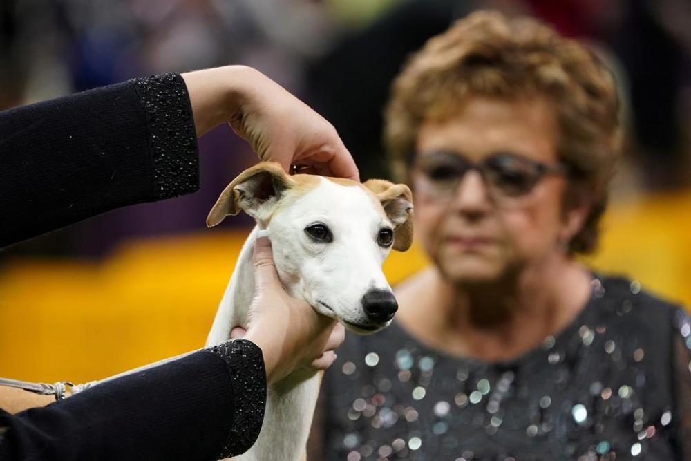 El Westminster Kennel Club, un dels shows de gossos de raça més importants del món