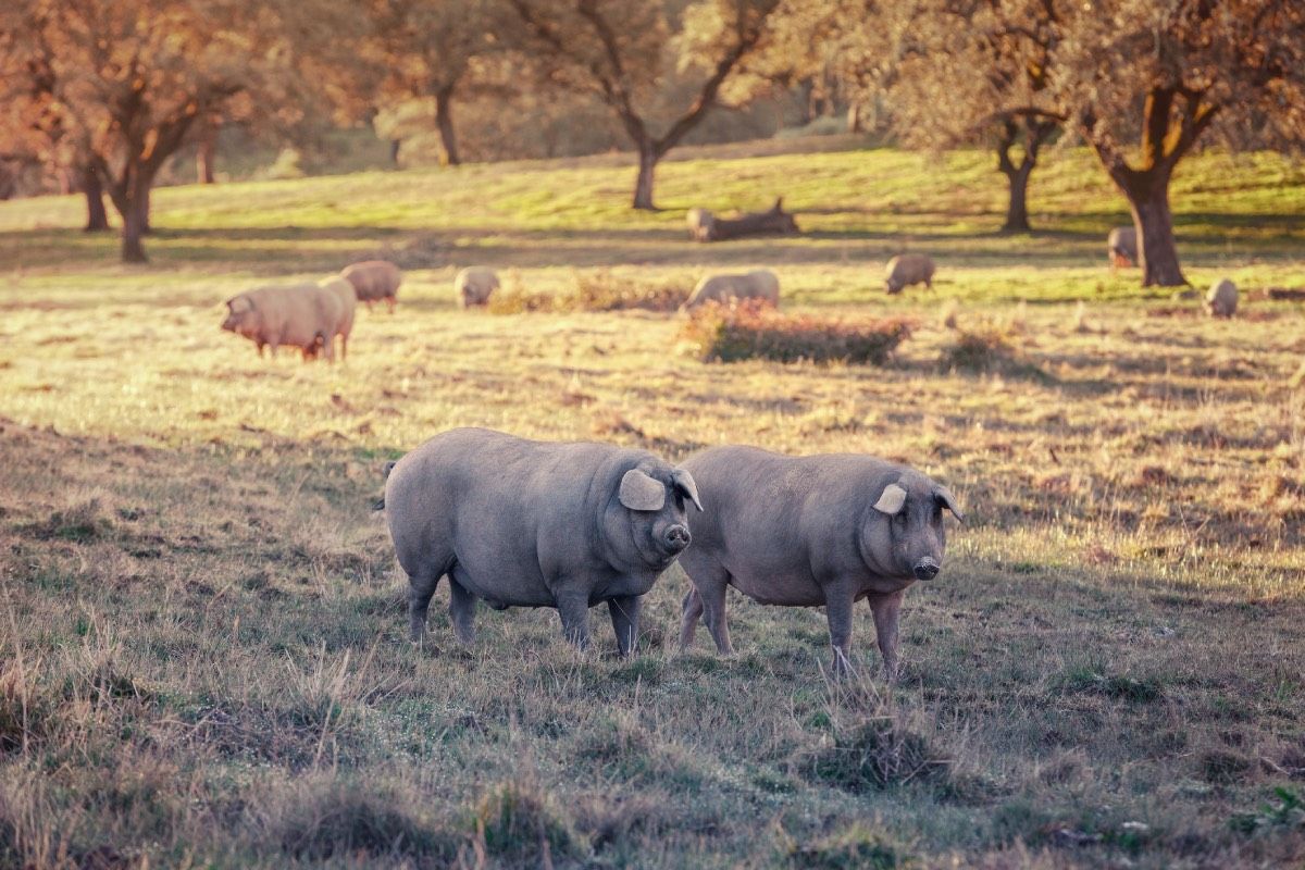 El cerdo ibérico en la Sierra de Aracena (Huelva)