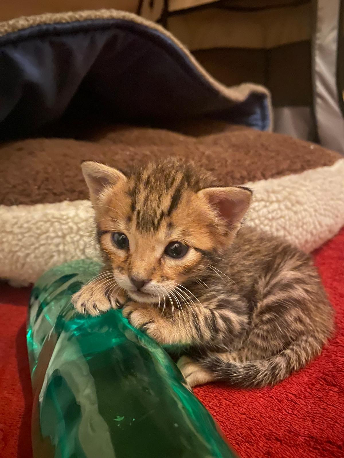 Uno de los gatos que forman parte de las colonias felinas de la prisión Sevilla II, atendidas por personal del centro dentro del programa de control y bienestar animal.