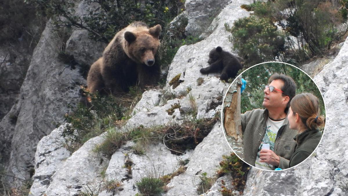 Una hembra de oso pardo y una de sus crías, en una fotografía tomada en Asturias. En el círculo, Vincenzo Penteriani, con otra investigadoras analizando las marcas de osos en un árbol. |