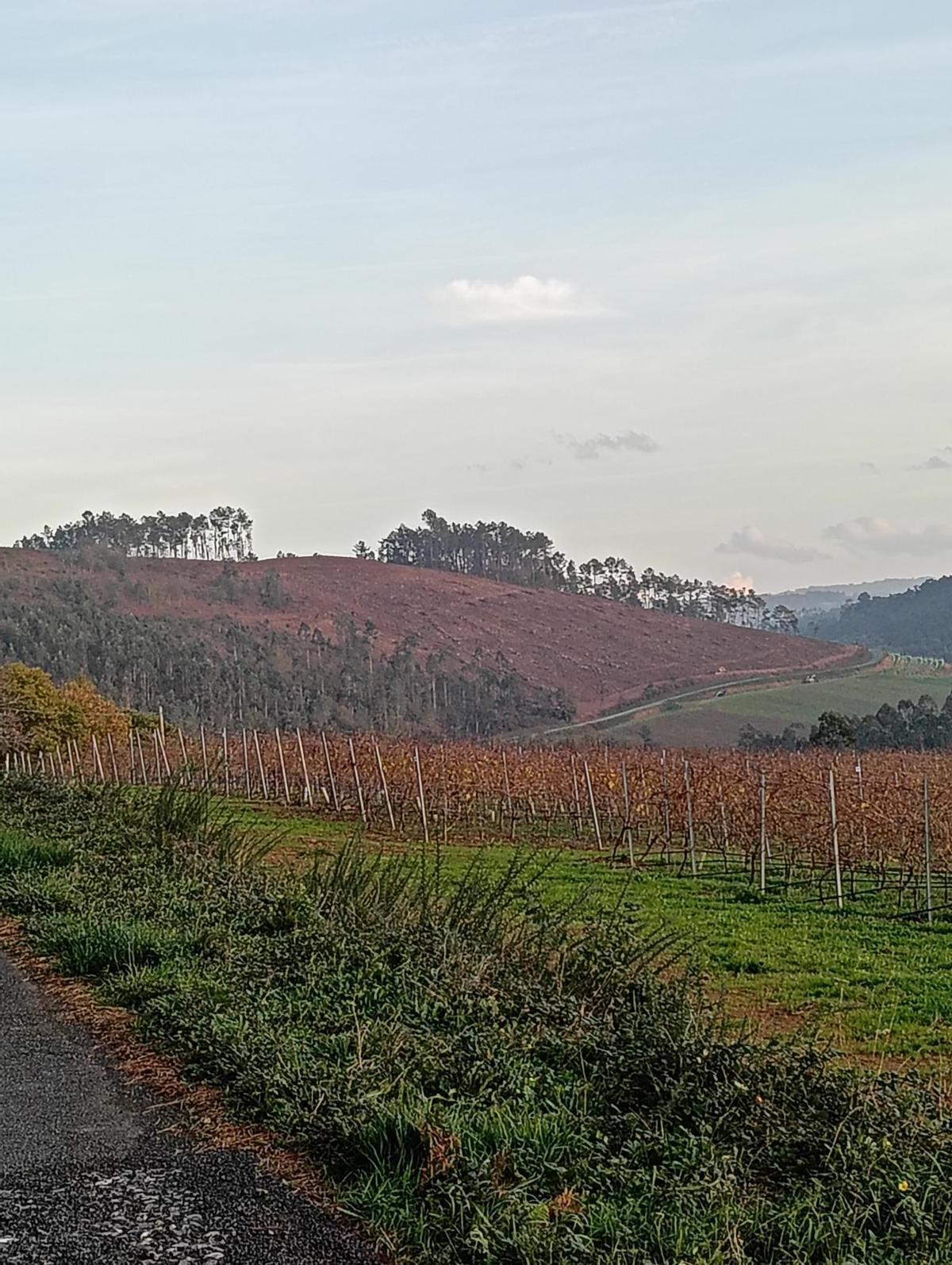 Parcelas de monte labradas para a plantación de novos viñedos.