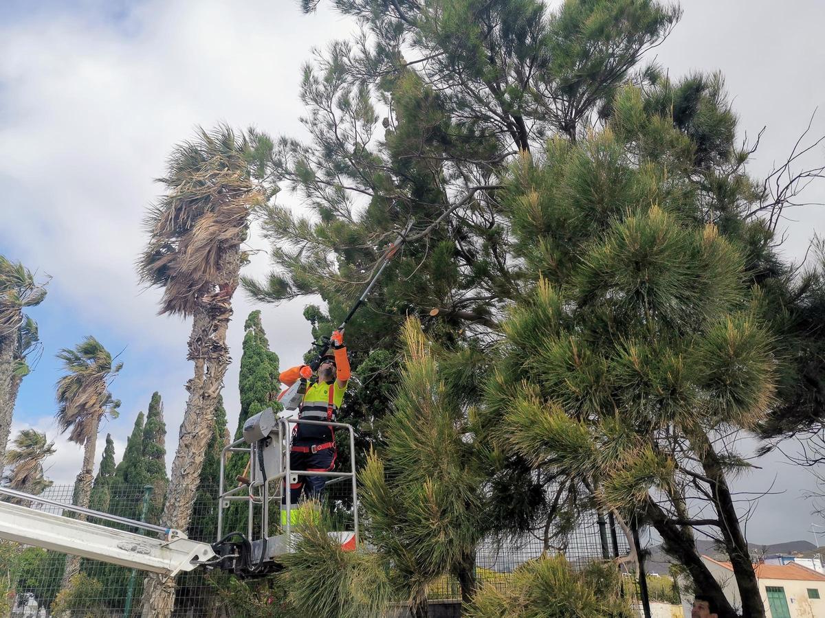 Operarios de limpieza realizando podas en árboles de gran porte en el municipio de Agüimes.