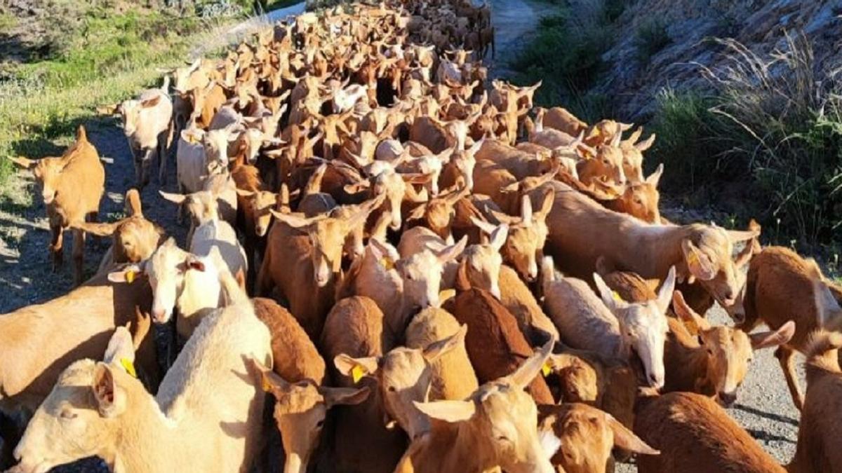 Un rebaño de cabras en Málaga.