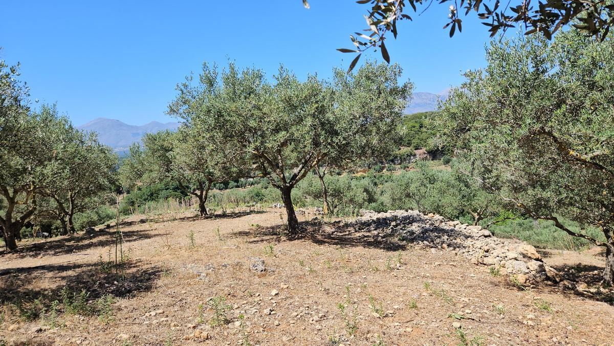 Explotación de olivos sostenible, sin uso de fertilizantes ni plaguicidas, en Grecia