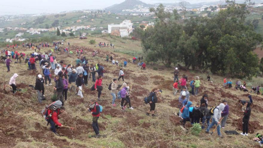 La laurisilva mueve montañas