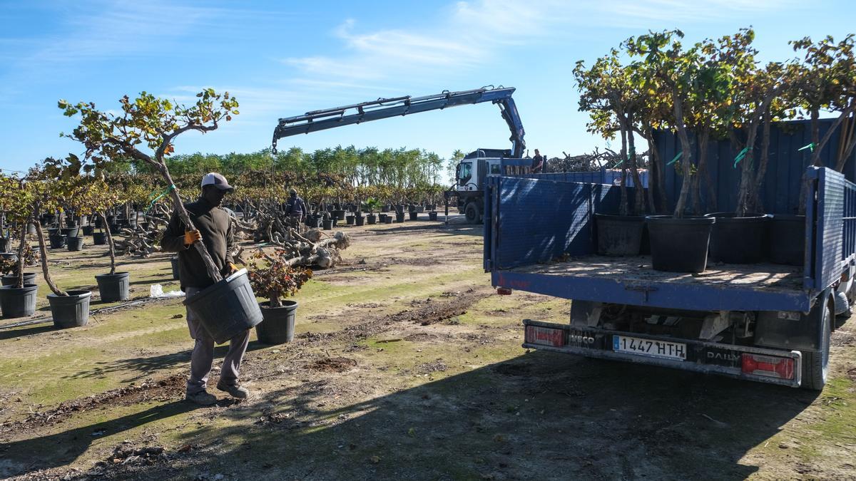 Un operario cargando árboles en terrenos de los Viveros Planta Viva, en Elche.
