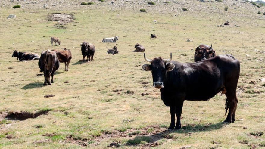 Les vaques pasturen a l&#039;Albera, a banda i banda de la frontera.