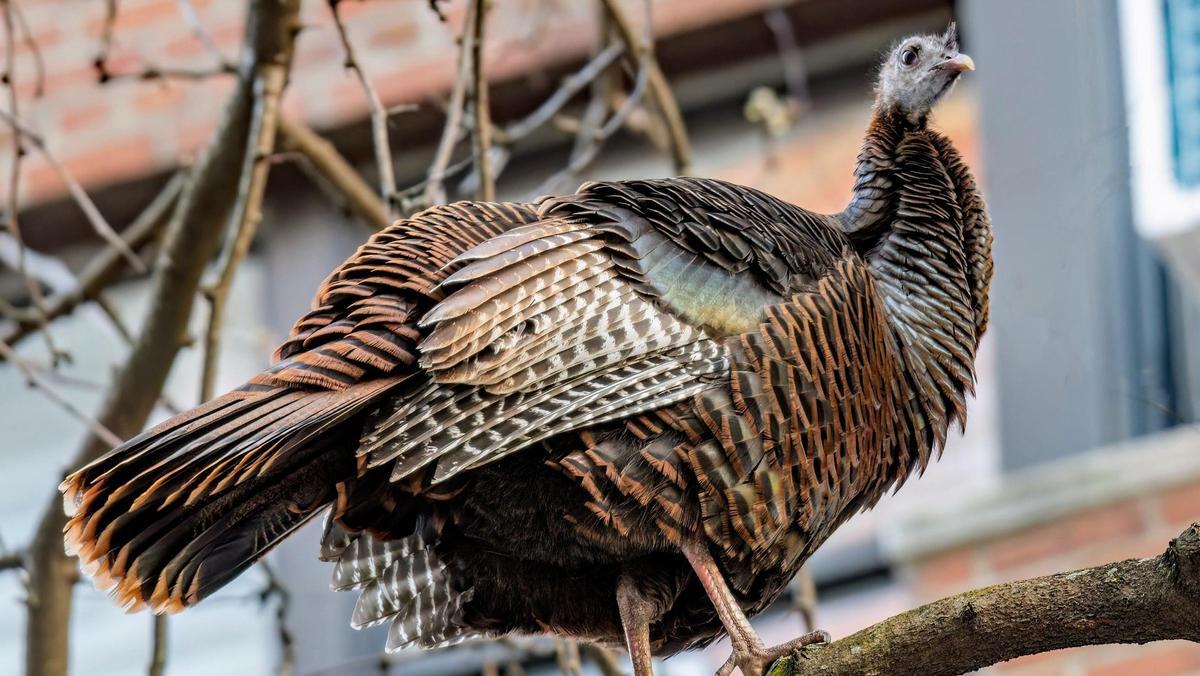 Astoria, el pavo huido en busca y captura por las calles de Manhattan