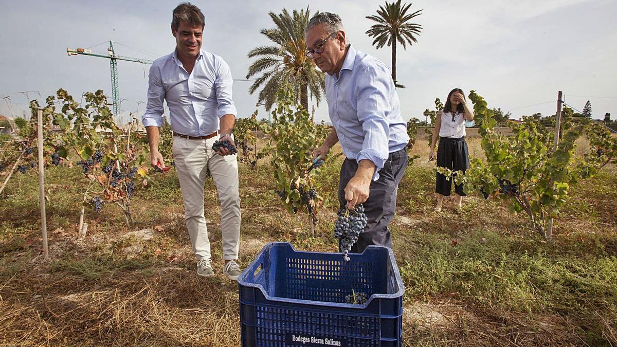 Vendimia en Torre Juana | PILAR CORTÉS