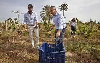 Vendimia en Torre Juana