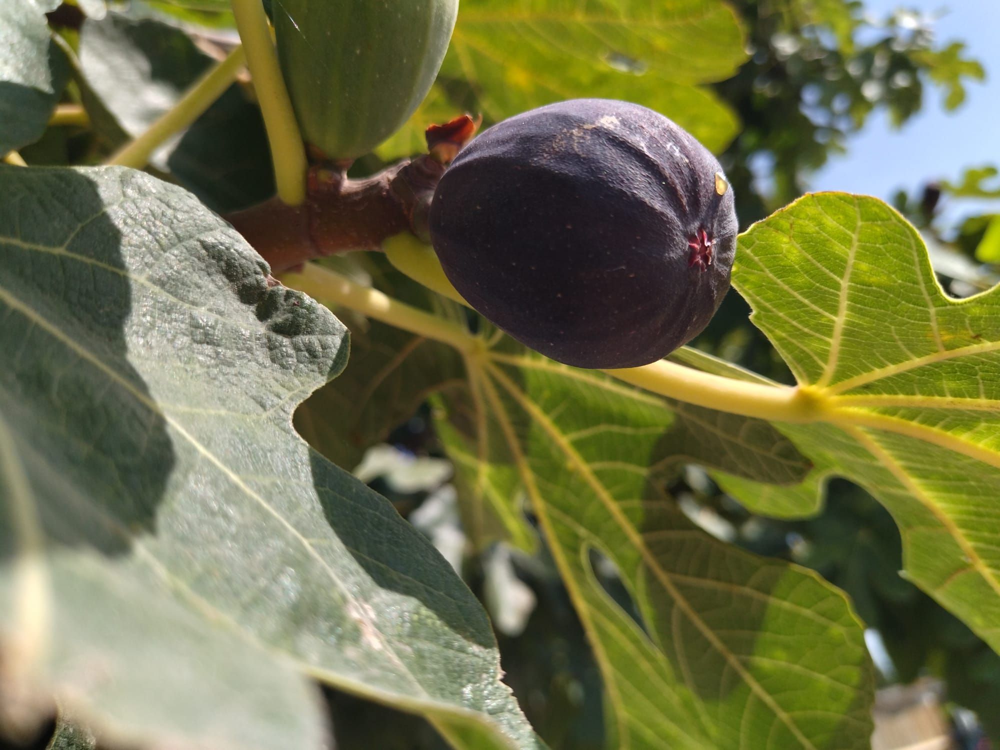 Huerta, gastronomía y exquisitas cocas: el D*na de Dénia siembra la semilla (imágenes)