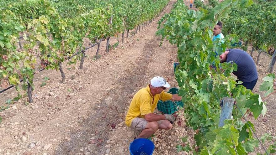 Vendimia 2022: Mallorca obtiene uva de buena calidad pese a las olas de calor