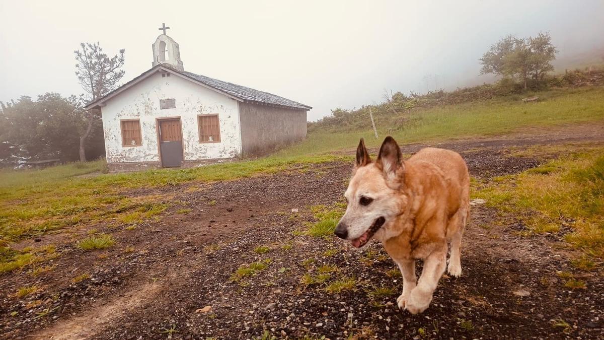 La capilla de San Antón de Concilleiro con la perra "Wanaka" en primera plano.